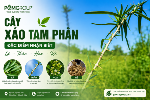Cây xáo tam phân có đặc điểm gì